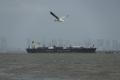 FILE PHOTO: A bird flies near the Jag Vasant vessel transferring LPG at a port after transiting the Strait of Hormuz amid supply disruptions linked to the U.S-Israeli conflict with Iran, in Mumbai