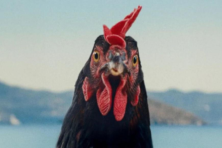 Nenechte si ujít: Černohumorné drama Slepice či koncerty světových soundtracků