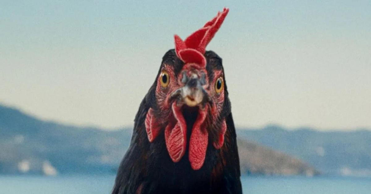 Nenechte si ujít: Černohumorné drama Slepice či koncerty světových soundtracků