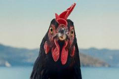 Režisérem tragikomického filmu Slepice je György Pálfi.