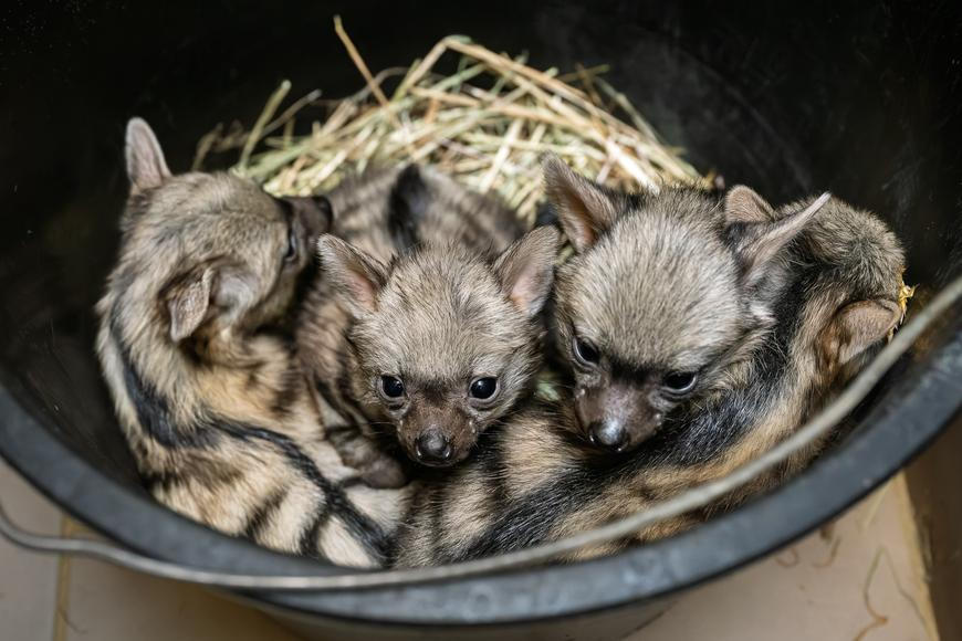 Mimořádný úspěch ve Dvoře Králové. Safari park slaví narození vzácných hyenek