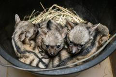 V Safari Parku Dvůr Králové nad Labem na Trutnovsku se na začátku dubna narodily čtyři vzácné hyenky hřivnaté.