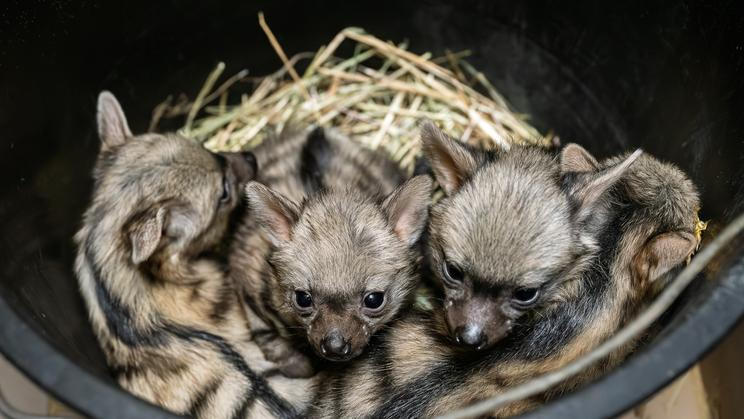 V Safari Parku Dvůr Králové nad Labem na Trutnovsku se na začátku dubna narodily čtyři vzácné hyenky hřivnaté.