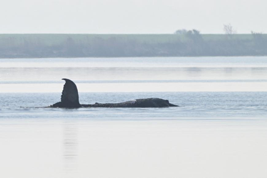 Timmy se nevzdává: záchranáři znovu zkusí vyprostit uvázlou velrybu v Německu