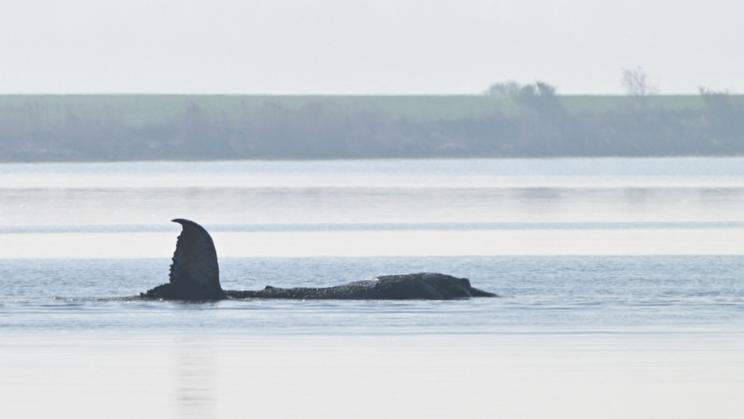 Timmy velryba - třetí uvíznutí