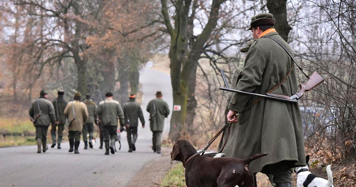 Už by nesměli střílet toulavé psy a kočky. Myslivci ostře kritizují možný zákaz