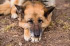 Sleeping,German,Shepherd,Dog,Outdoor,On,Ground,In,Country,Farm