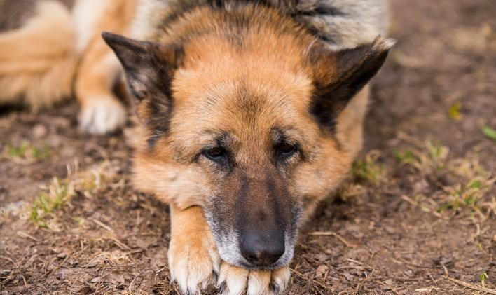 Sleeping,German,Shepherd,Dog,Outdoor,On,Ground,In,Country,Farm