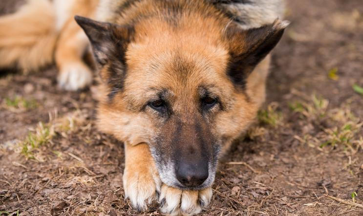 Sleeping,German,Shepherd,Dog,Outdoor,On,Ground,In,Country,Farm