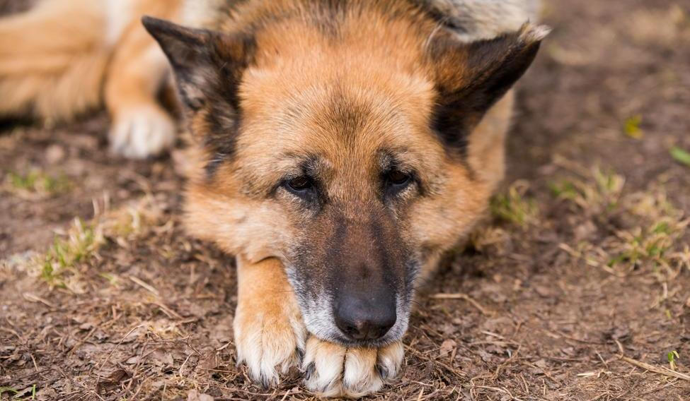 Sleeping,German,Shepherd,Dog,Outdoor,On,Ground,In,Country,Farm