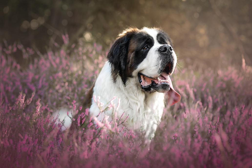 St.,Bernard,Sitting,In,A,Field,Of,Heather
