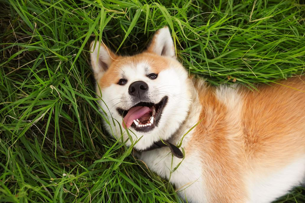Akita Inu