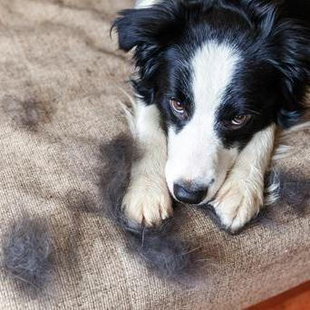 Máte pocit, že váš pes líná až moc? Po přečtení zjistíte, že to může být ještě mnohem horší.