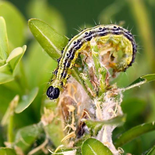 Zavíječ zimostrázový