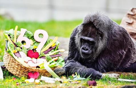 Berlínská legenda: Fatou je zřejmě nejstarší na světě