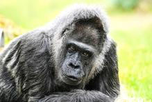 Berlínská legenda: Fatou je zřejmě nejstarší na světě