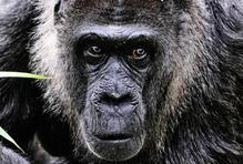 Berlínská legenda: Fatou je zřejmě nejstarší na světě