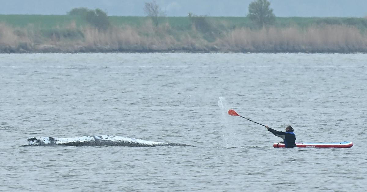 Velryba Timmy se po měsíci vyprostila z mělčiny. Plave zátokou na severu Německa