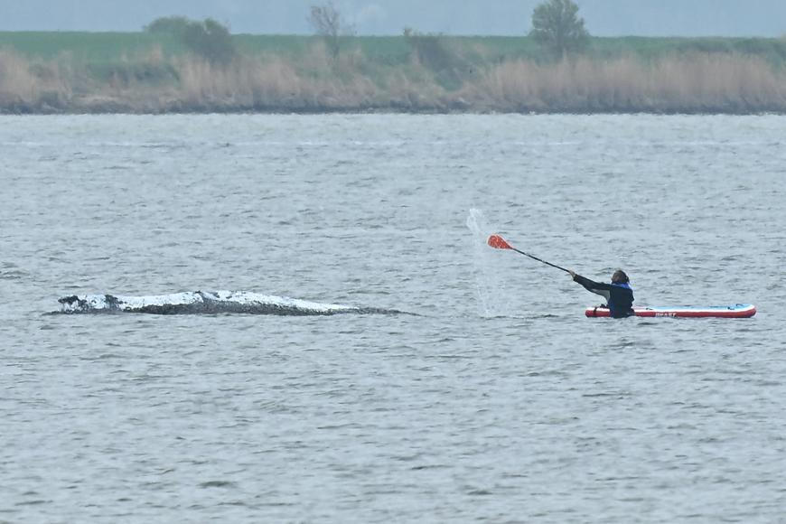 Velryba Timmy se po měsíci vyprostila z mělčiny. Plave zátokou na severu Německa