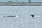 Humpback whale lies on a sandbank off the Baltic island of Poel