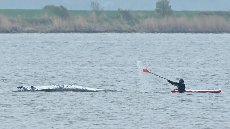 Humpback whale lies on a sandbank off the Baltic island of Poel