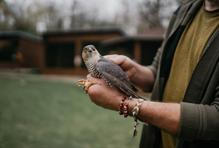 „Bydleli jsme v paneláku a už tam jsem měl malé poštolky, jestřába a všechno možné,“ vzpomíná. 