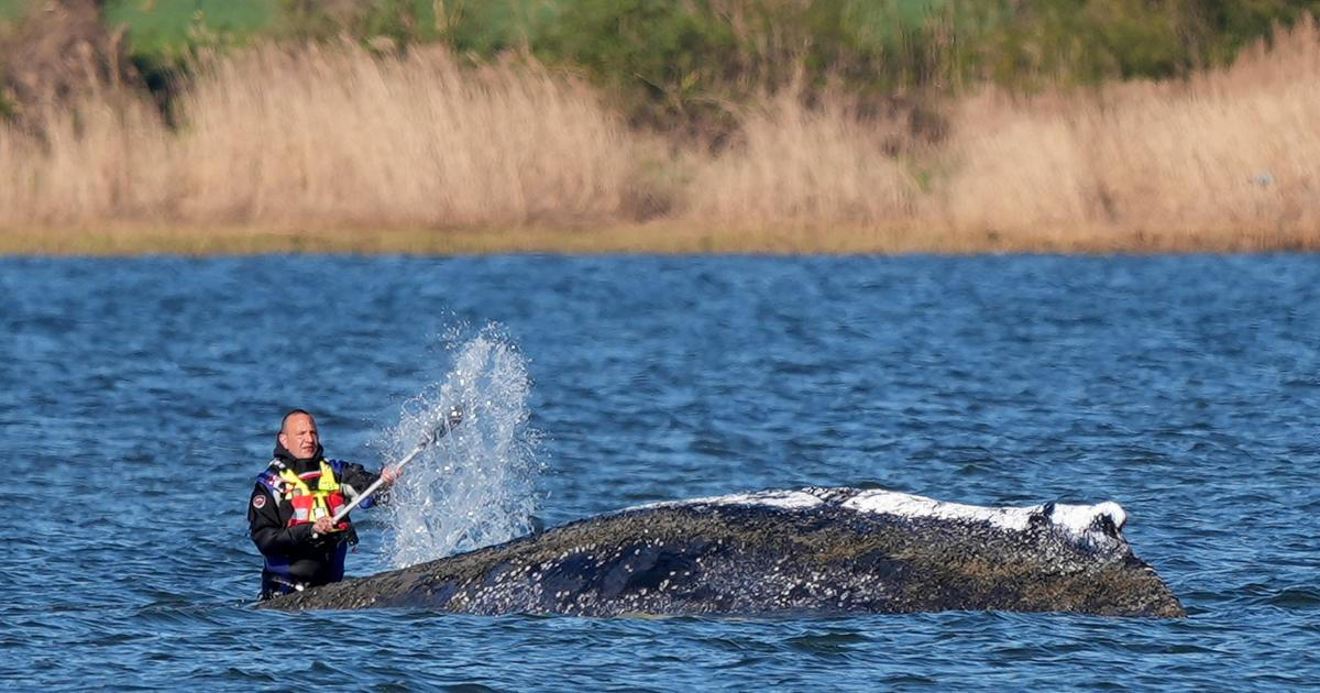 Hladina v Baltu klesla, velryba Timmy opět uvázla a bojuje o život