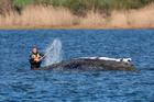 Humpback whale lies on a sandbank off the Baltic island of Poel