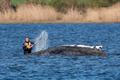 Humpback whale lies on a sandbank off the Baltic island of Poel