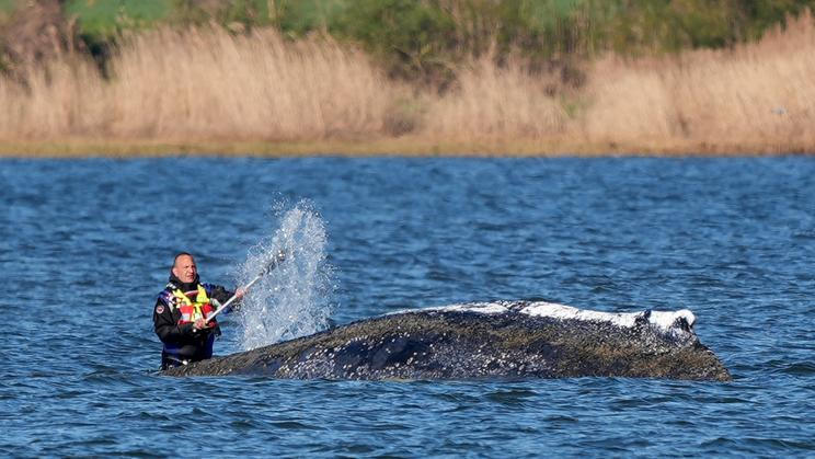 Humpback whale lies on a sandbank off the Baltic island of Poel