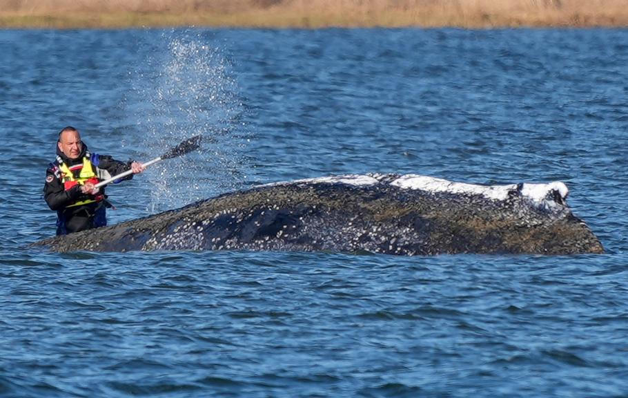 Humpback whale lies on a sandbank off the Baltic island of Poel