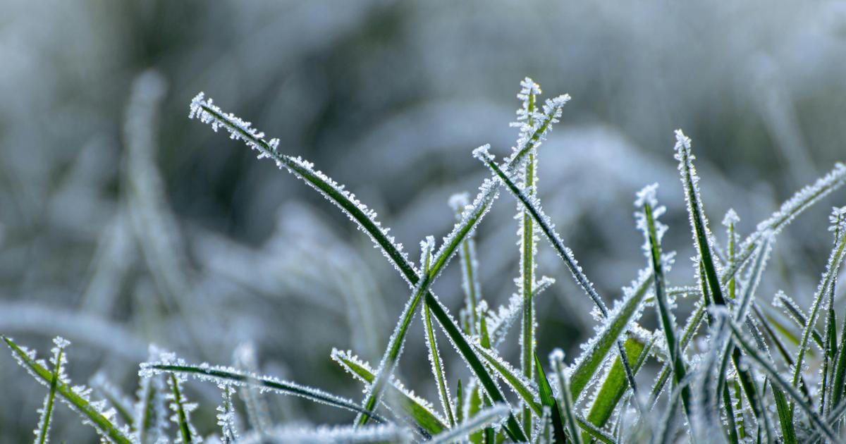 Ranní mrazy mohou v příštích dnech poškodit ovocné stromy, brambory či jahody