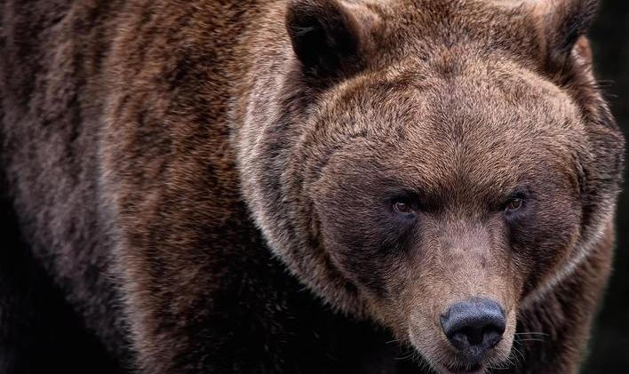 Medvídě, které se zamotalo do sítě, zatímco jeho matka a sourozenci prchali před cyklisty u Ružomberku na severu Slovenska, našlo nový domov v zoologické zahradě u hradu Bojnice. Ilustrační foto