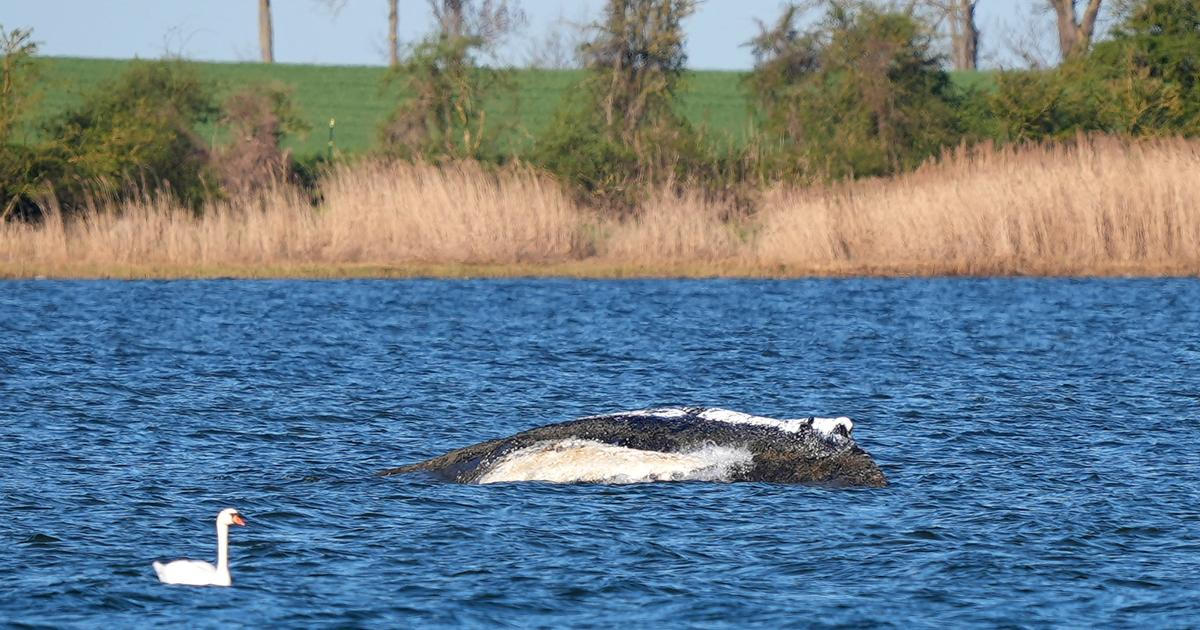 Na severu Německa dál bojují o záchranu uvázlé velryby Timmyho