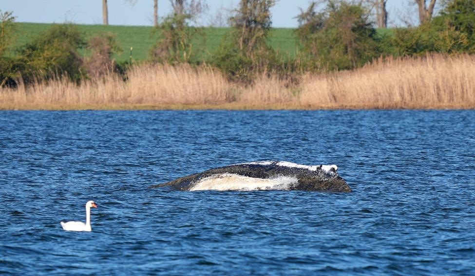 Humpback whale lies on a sandbank off the Baltic island of Poel