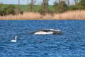 Humpback whale lies on a sandbank off the Baltic island of Poel