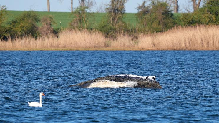 Humpback whale lies on a sandbank off the Baltic island of Poel