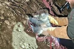 Medvídě, které se zamotalo do sítě, zatímco jeho matka a sourozenci prchali před cyklisty, našlo nový domov v zoologické zahradě u hradu Bojnice.