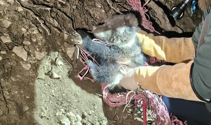 Medvídě, které se zamotalo do sítě, zatímco jeho matka a sourozenci prchali před cyklisty, našlo nový domov v zoologické zahradě u hradu Bojnice.