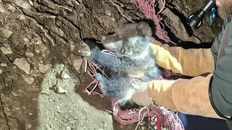 Medvídě, které se zamotalo do sítě, zatímco jeho matka a sourozenci prchali před cyklisty, našlo nový domov v zoologické zahradě u hradu Bojnice.