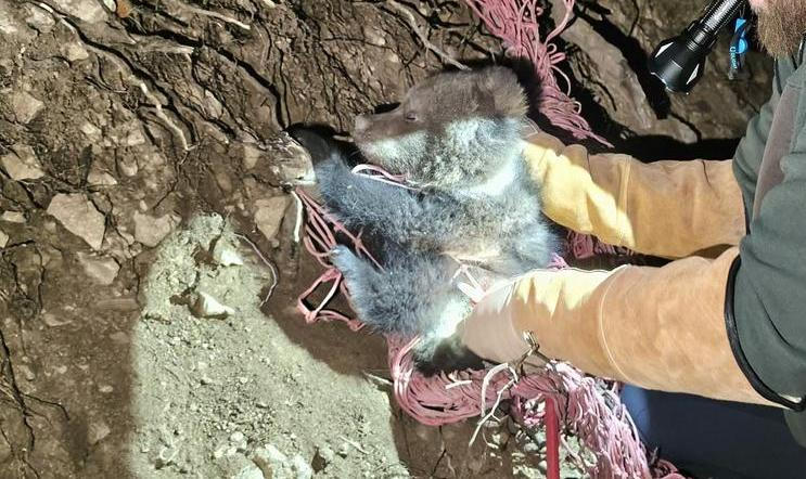 Medvídě, které se zamotalo do sítě, zatímco jeho matka a sourozenci prchali před cyklisty, našlo nový domov v zoologické zahradě u hradu Bojnice.