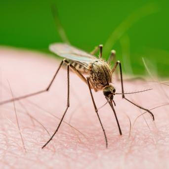 Proč si komáři vybírají právě Vás? Nový výzkum ukazuje, že rozhoduje jedinečný pach Vašeho těla i složení kožních bakterií.