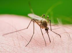 Proč si komáři vybírají právě Vás? Nový výzkum ukazuje, že rozhoduje jedinečný pach Vašeho těla i složení kožních bakterií.