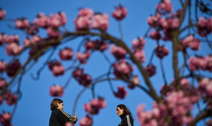 Germany Cherry Blossoms
