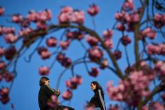 Germany Cherry Blossoms