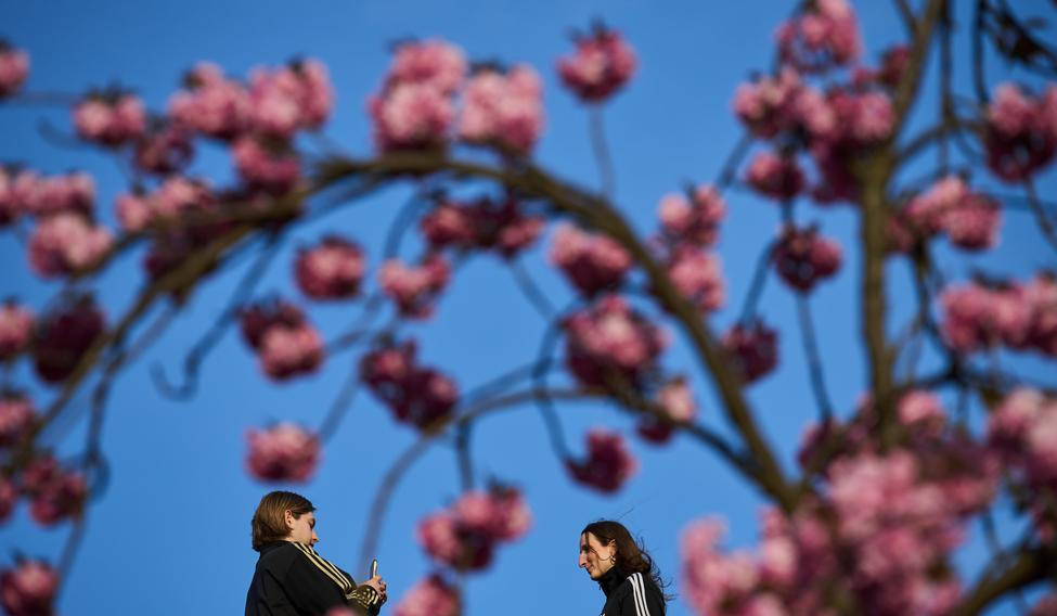 Germany Cherry Blossoms
