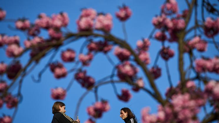 Germany Cherry Blossoms