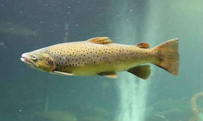 Lososi vystavení kokainu i benzoylekgoninu se chovali aktivněji. Ilustrační foto