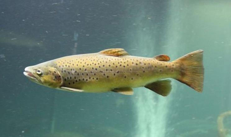 Lososi vystavení kokainu i benzoylekgoninu se chovali aktivněji. Ilustrační foto