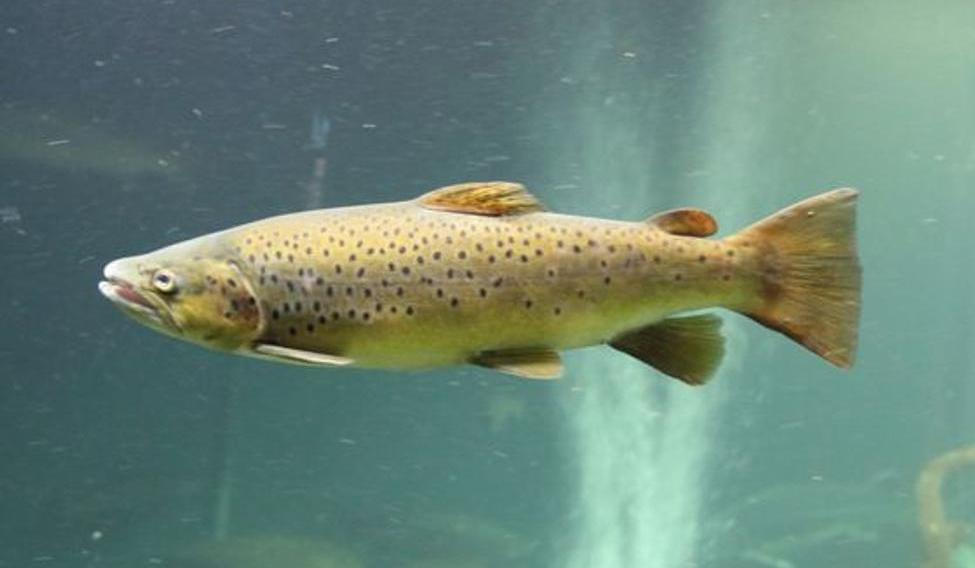 Lososi vystavení kokainu i benzoylekgoninu se chovali aktivněji. Ilustrační foto